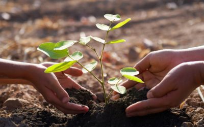 SAP aumenta su compromiso con la sostenibilidad plantando un árbol para cada compra en línea en la tienda SAP y el centro de aplicaciones de SAP