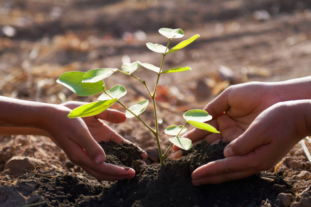 SAP aumenta su compromiso con la sostenibilidad plantando un árbol para cada compra en línea en la tienda SAP y el centro de aplicaciones de SAP